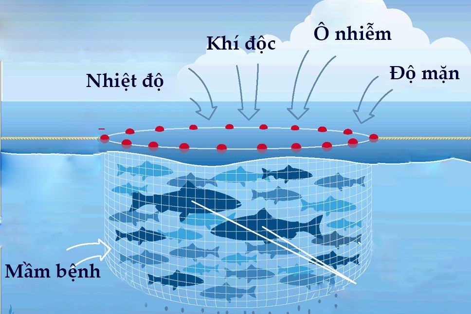 Các Yếu Tố Môi Trường Nước Ảnh Hưởng Đến Sức Khỏe Thủy Sản